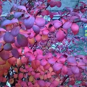 Meet your Posher, Connie